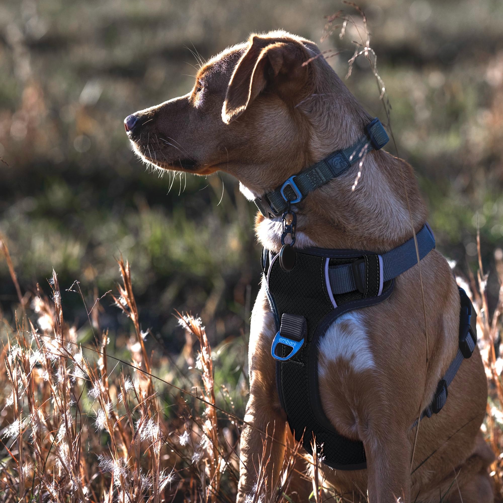Arnés Embark Pets para paseos diarios con comodidad y seguridad.