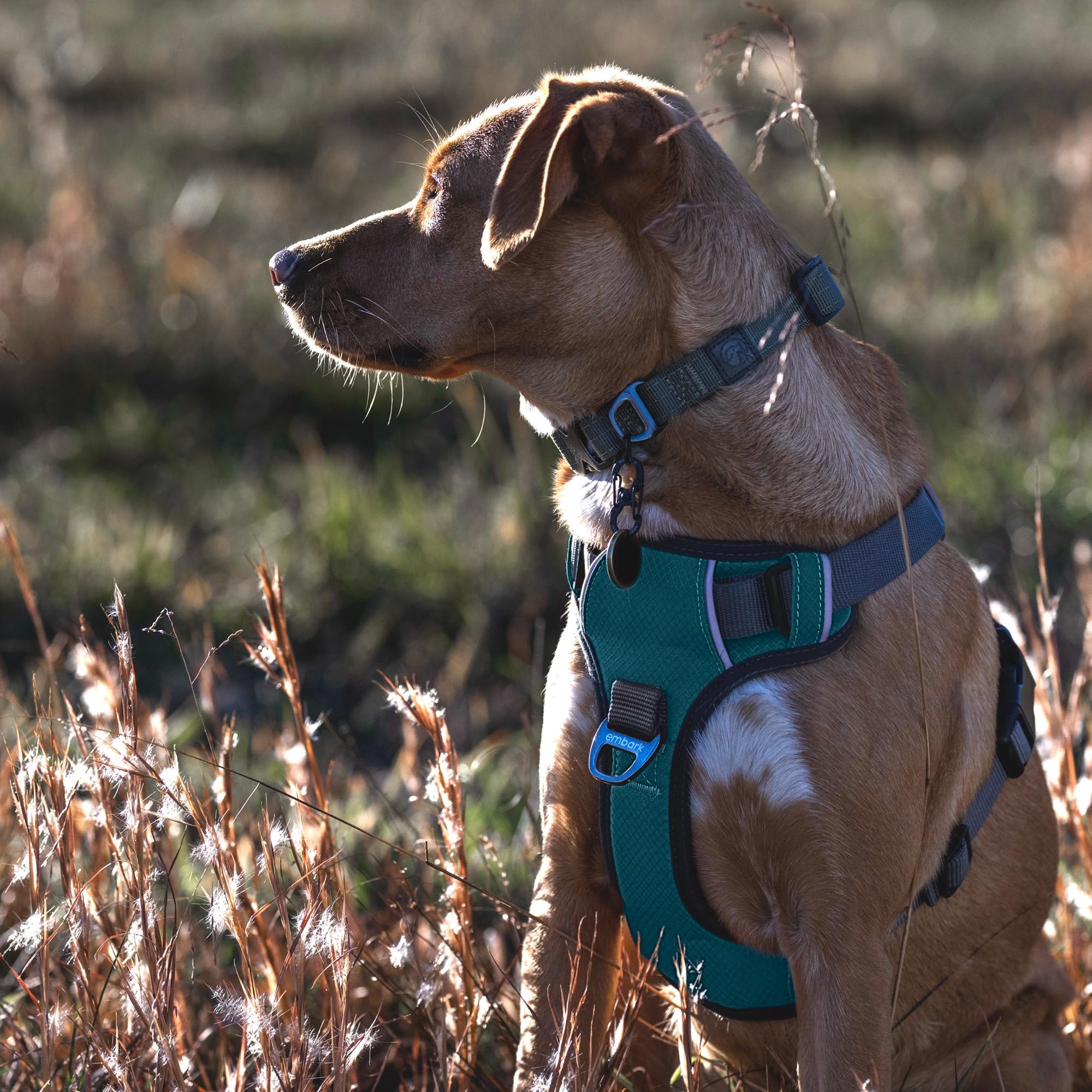 Embark Pets arnés perro aventura uso diario al aire libre con seguridad.