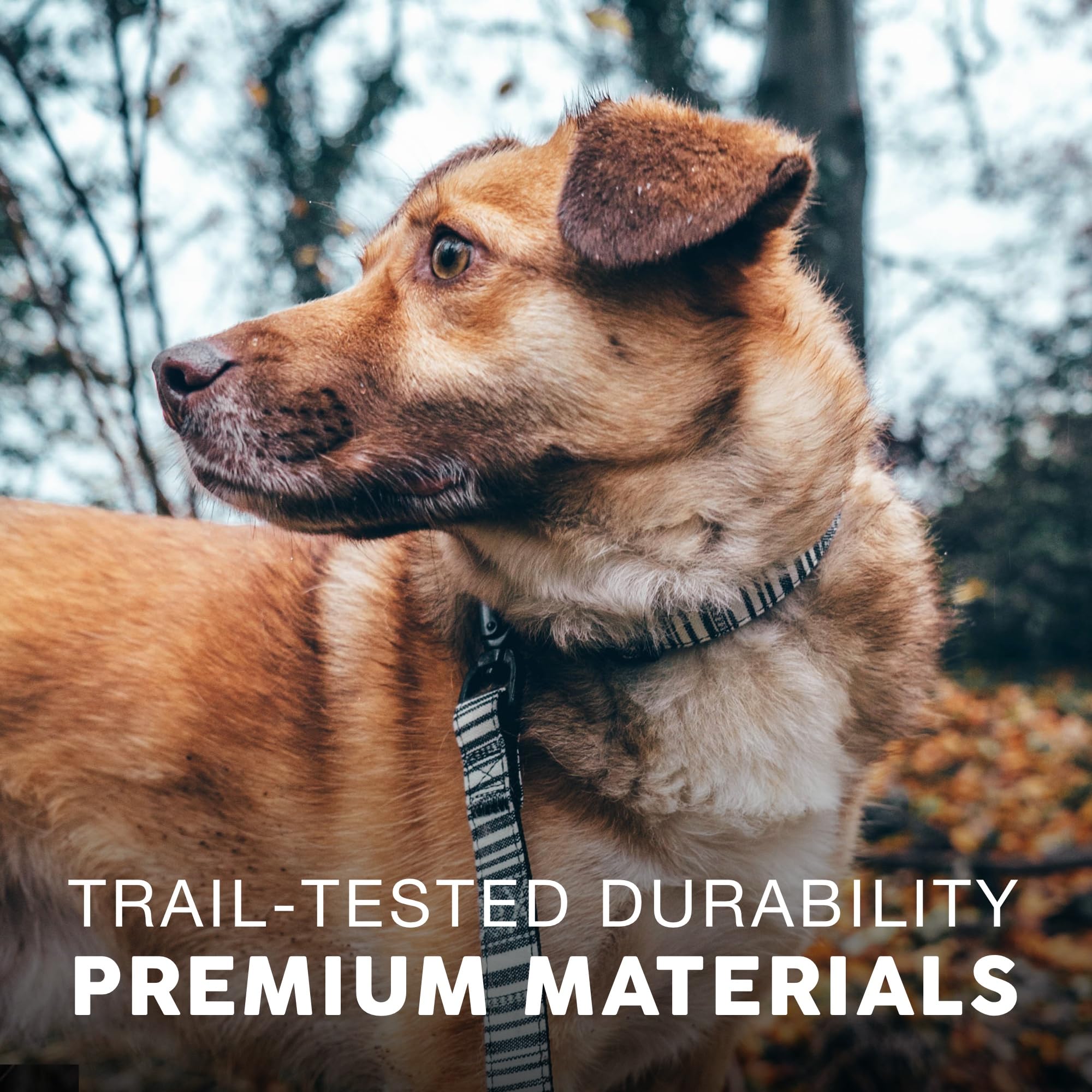 Collar Embark Pets para uso exterior en camping y caminatas.