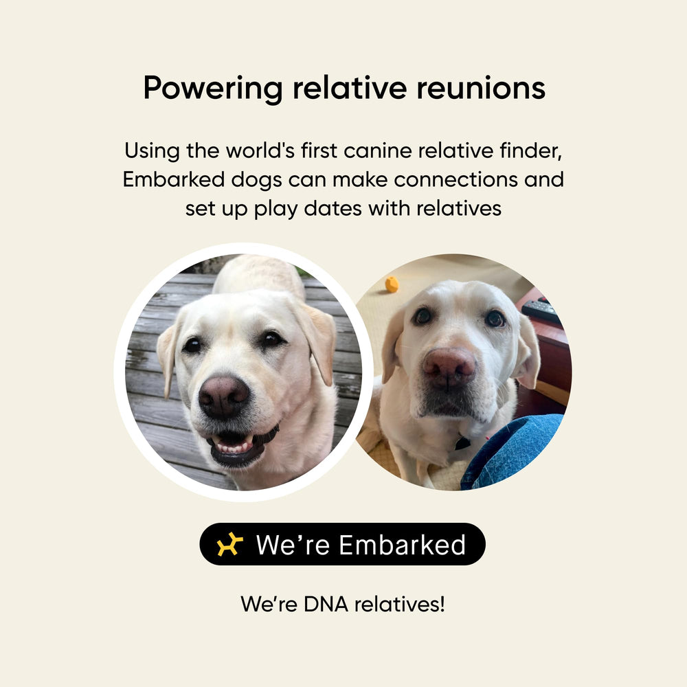 Embark prueba ADN para perro: riesgos de alergias para manejo diario