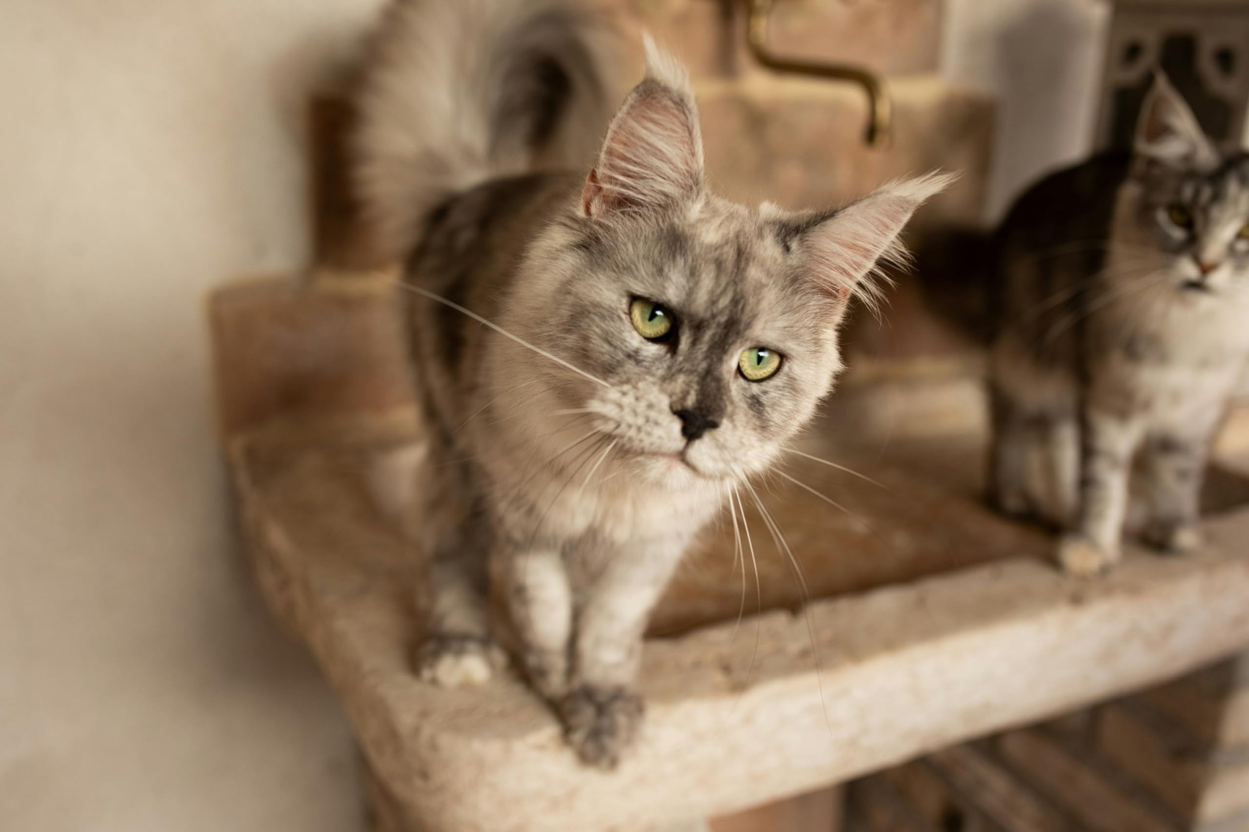 Emerging Green: apto para mascotas menores de 5 kg, ideal para gatos pequeños.