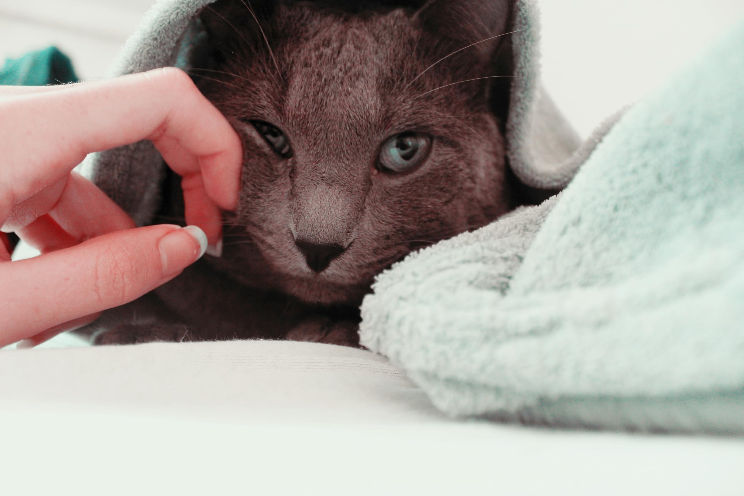 Emerging Green: diseño de entrada baja que facilita el baño de gatos mayores.