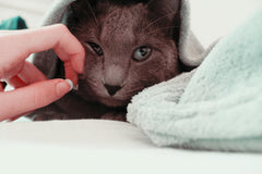 Emerging Green: diseño de entrada baja que facilita el baño de gatos mayores.