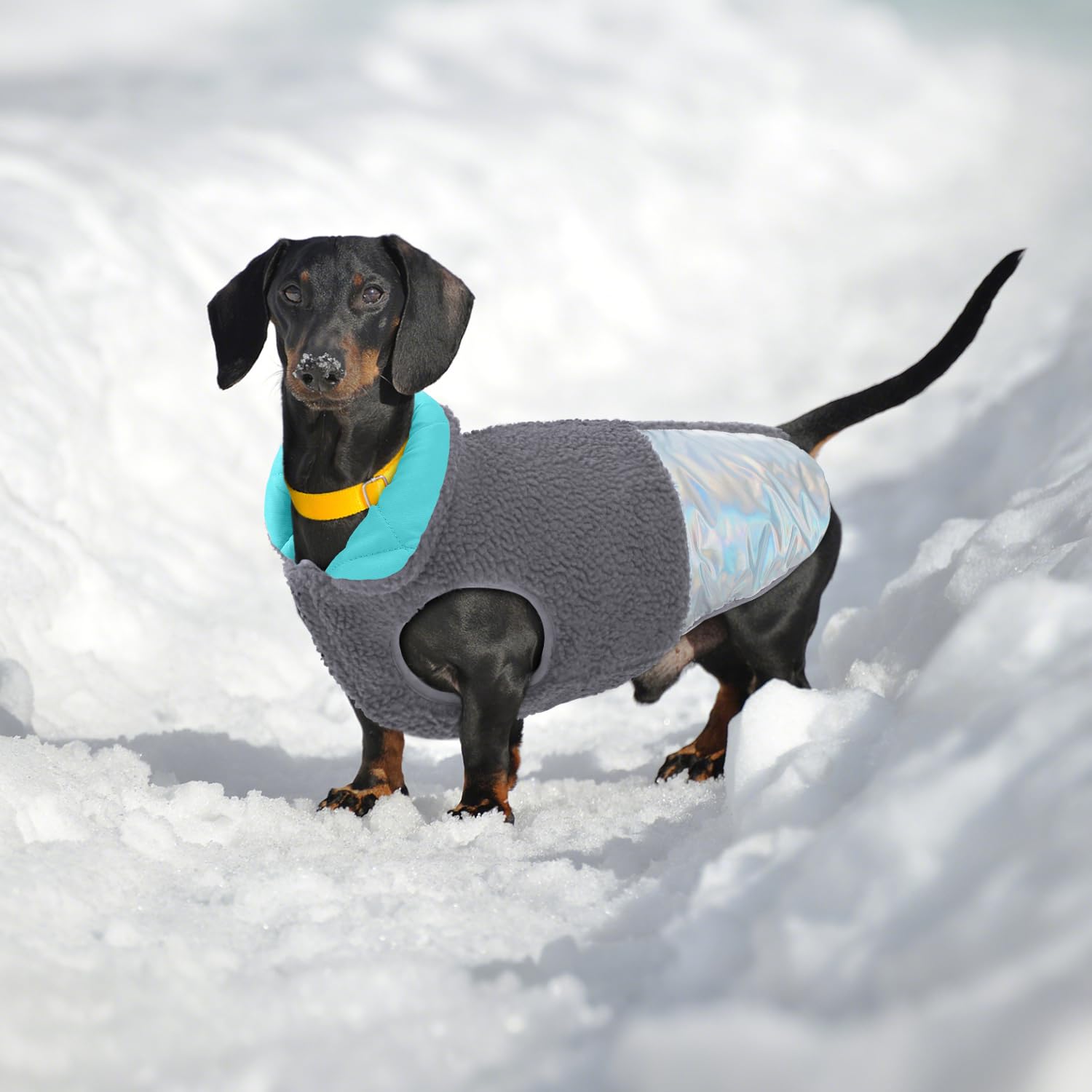 EMUST uso invernal para perros pequeños y cachorros en nieve