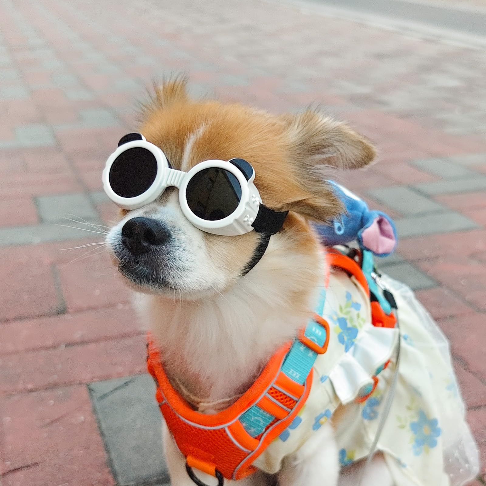 Gafas Enjoying aptas para Chihuahua y razas pequeñas