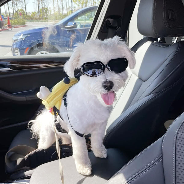 Enjoying ajuste cómodo para mascotas pequeñas sin presión ni roces.