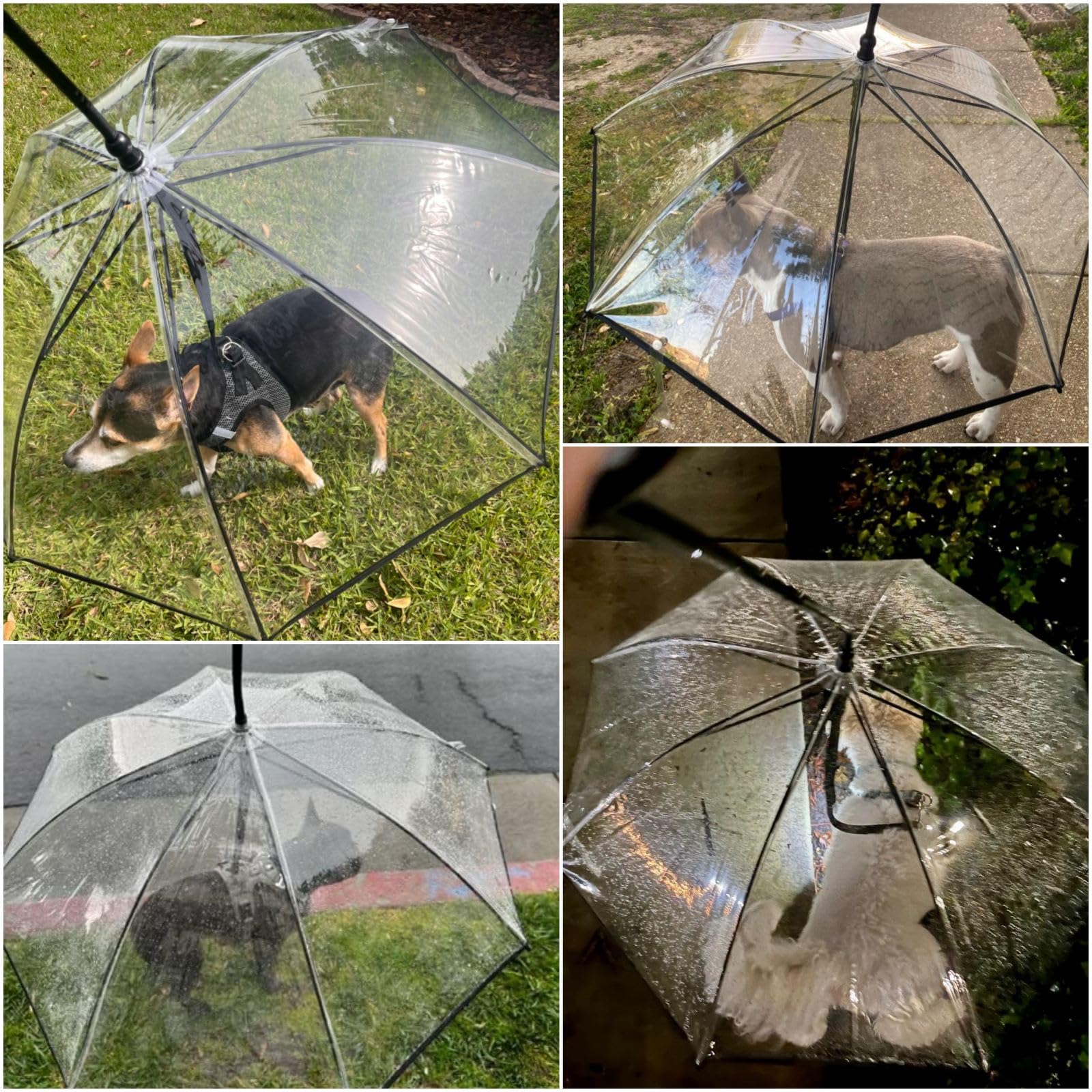Enjoying paraguas para perro transparente para ver al animal mientras camina.