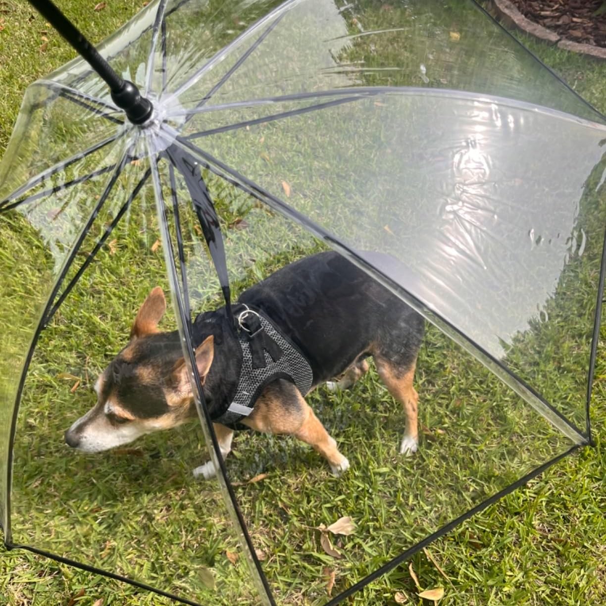 Enjoying paseo bajo lluvia con paraguas para perros pequeños.