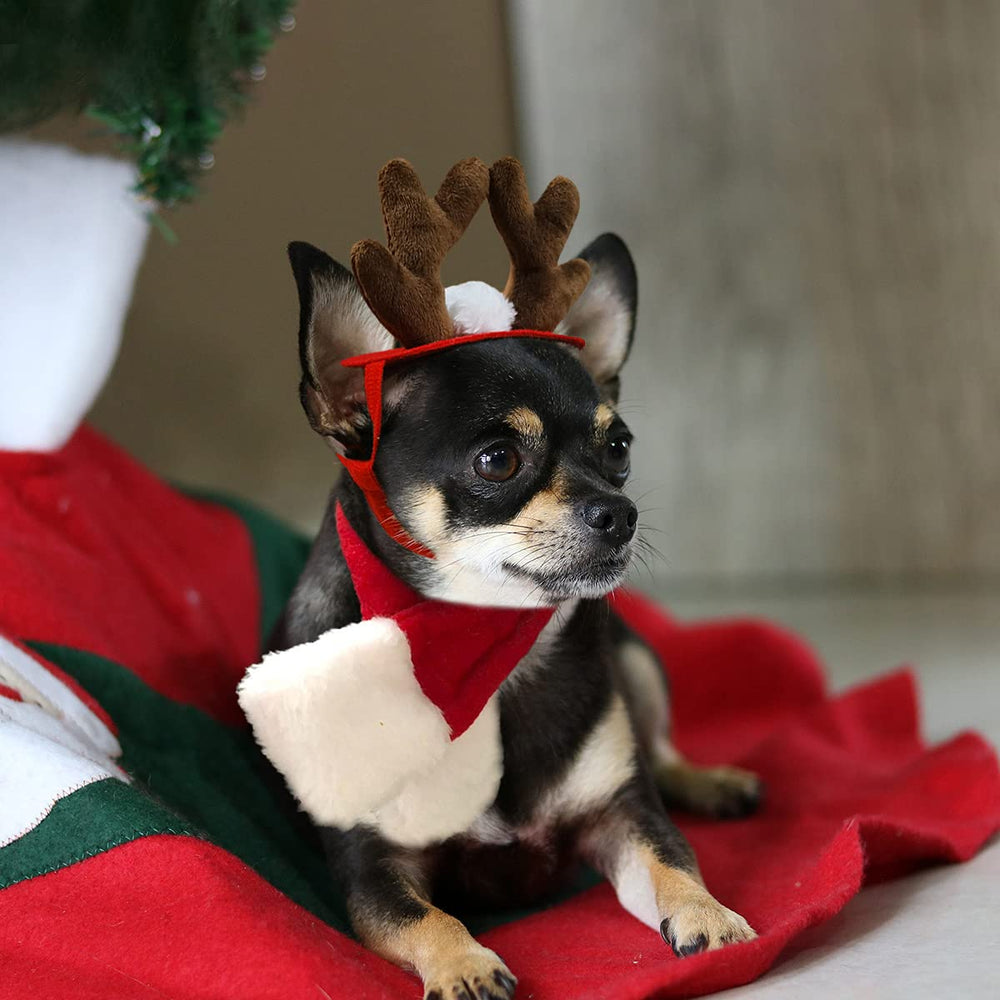 Sesión de fotos navideñas con mascota de Enjoying