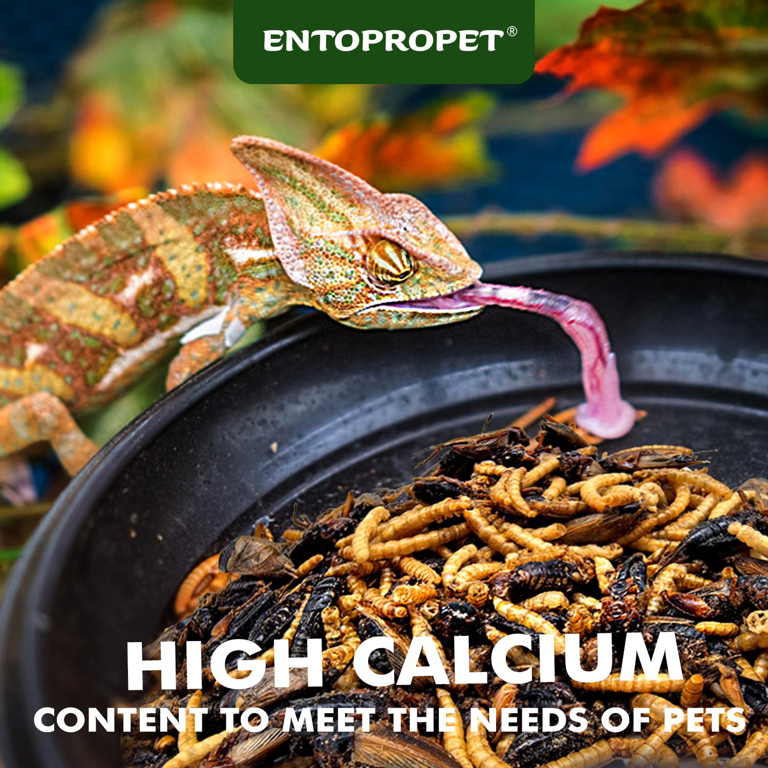 Entopropet larvas secas detalle, textura crujiente para reptiles