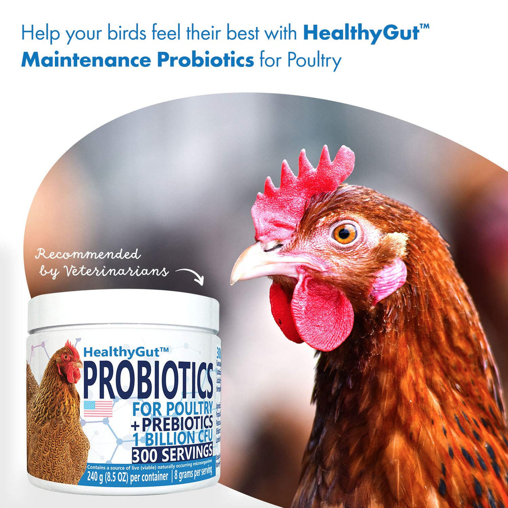 Equa Holistics HealthyGut Probiotics granja-avicola: favorece un entorno saludable para las aves.