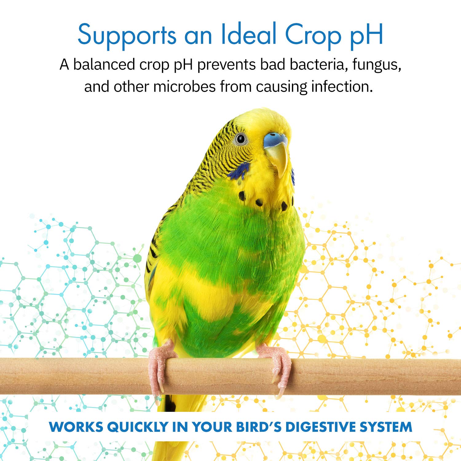 Equa Holistics HealthyGut: cucharilla medidora para dosis precisa en aves.