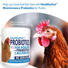 Espolvorear HealthyGut sobre alimento para aves, probióticos y prebióticos