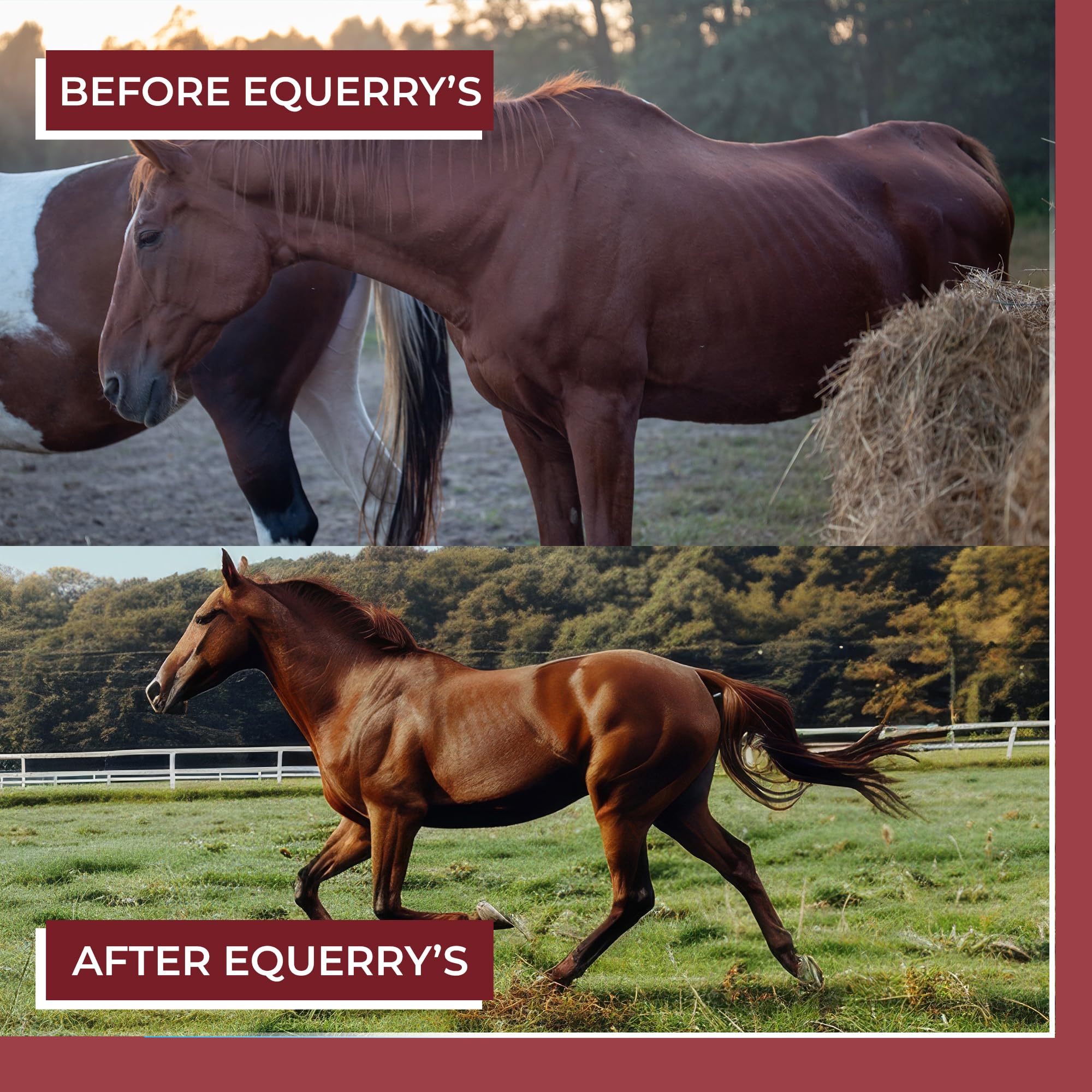 Equerry's Better Horse Belly: etiqueta visible del producto para confianza