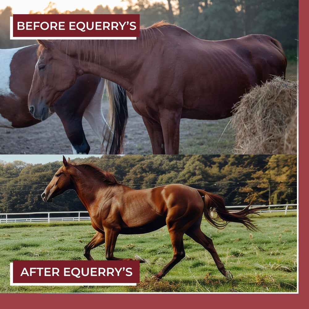 Equerry's Better Horse Belly: etiqueta visible del producto para confianza