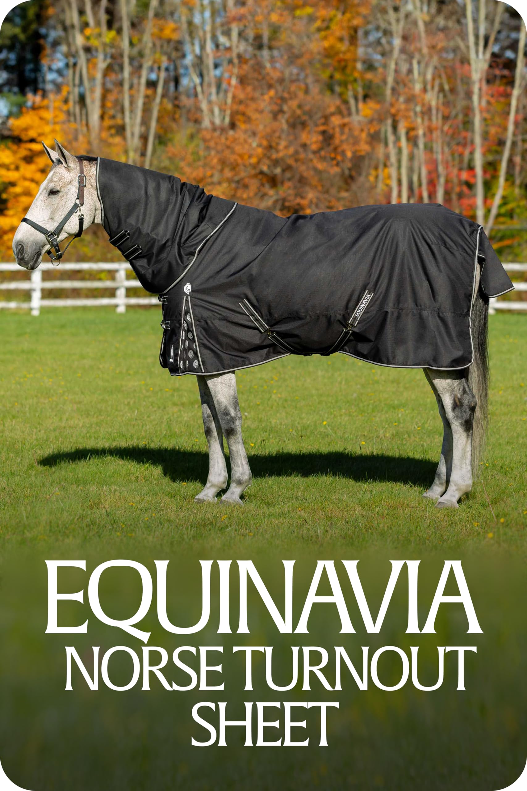 Equinavia Norse No Fill, uso diario en días de lluvia para caballos secos y cómodos.