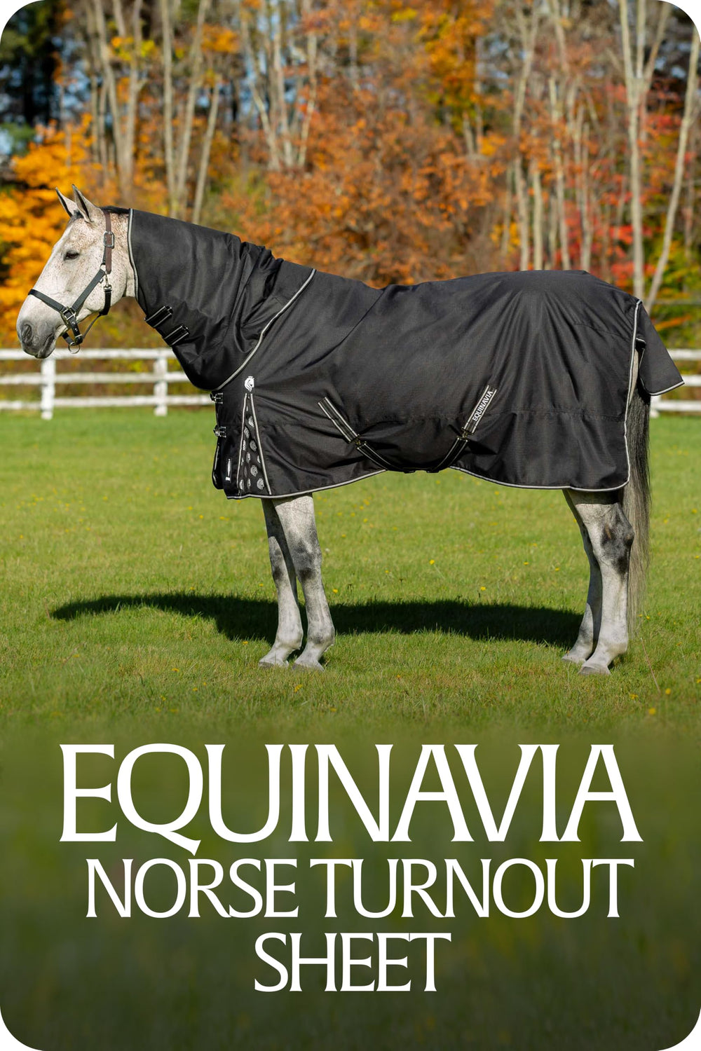 Equinavia Norse No Fill, uso diario en días de lluvia para caballos secos y cómodos.