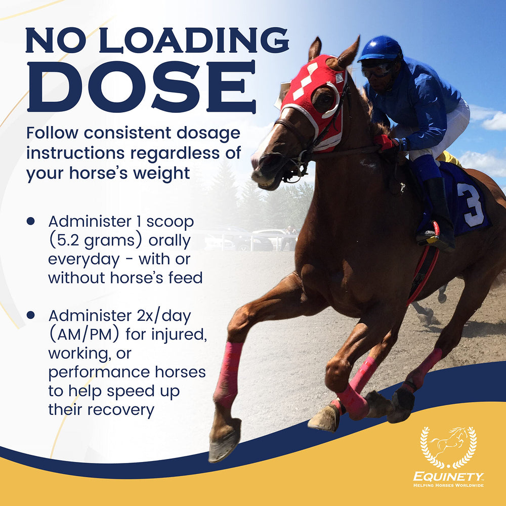 Equinety Horse XL, uso diario para caballos activos y saludables.