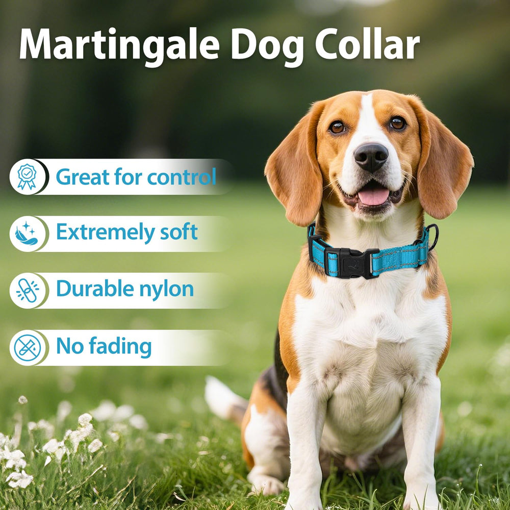 Collar Erbine para uso diario y paseos seguros.