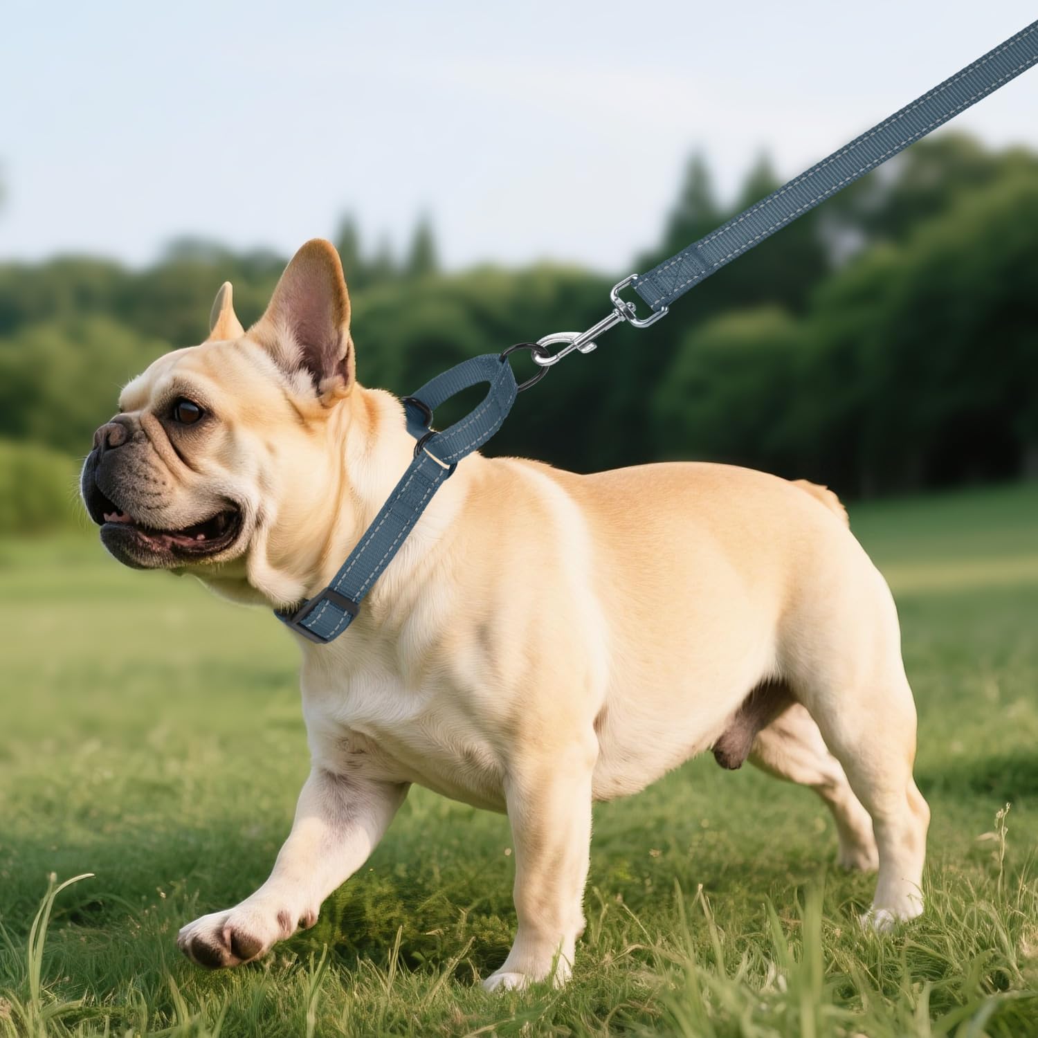 Ajuste seguro y cómodo del collar martingale Erbine durante caminatas