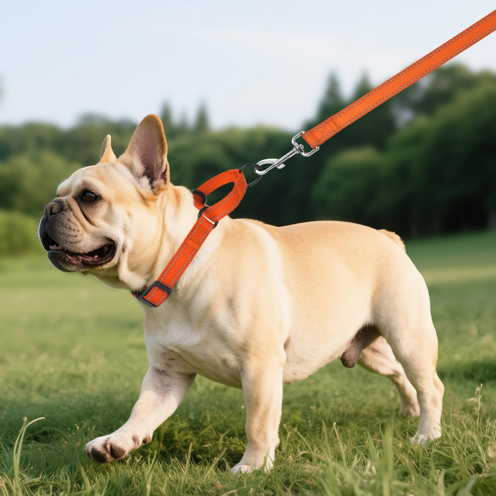 Erbine collar martingale reflectivo naranja mejora visibilidad durante caminatas.