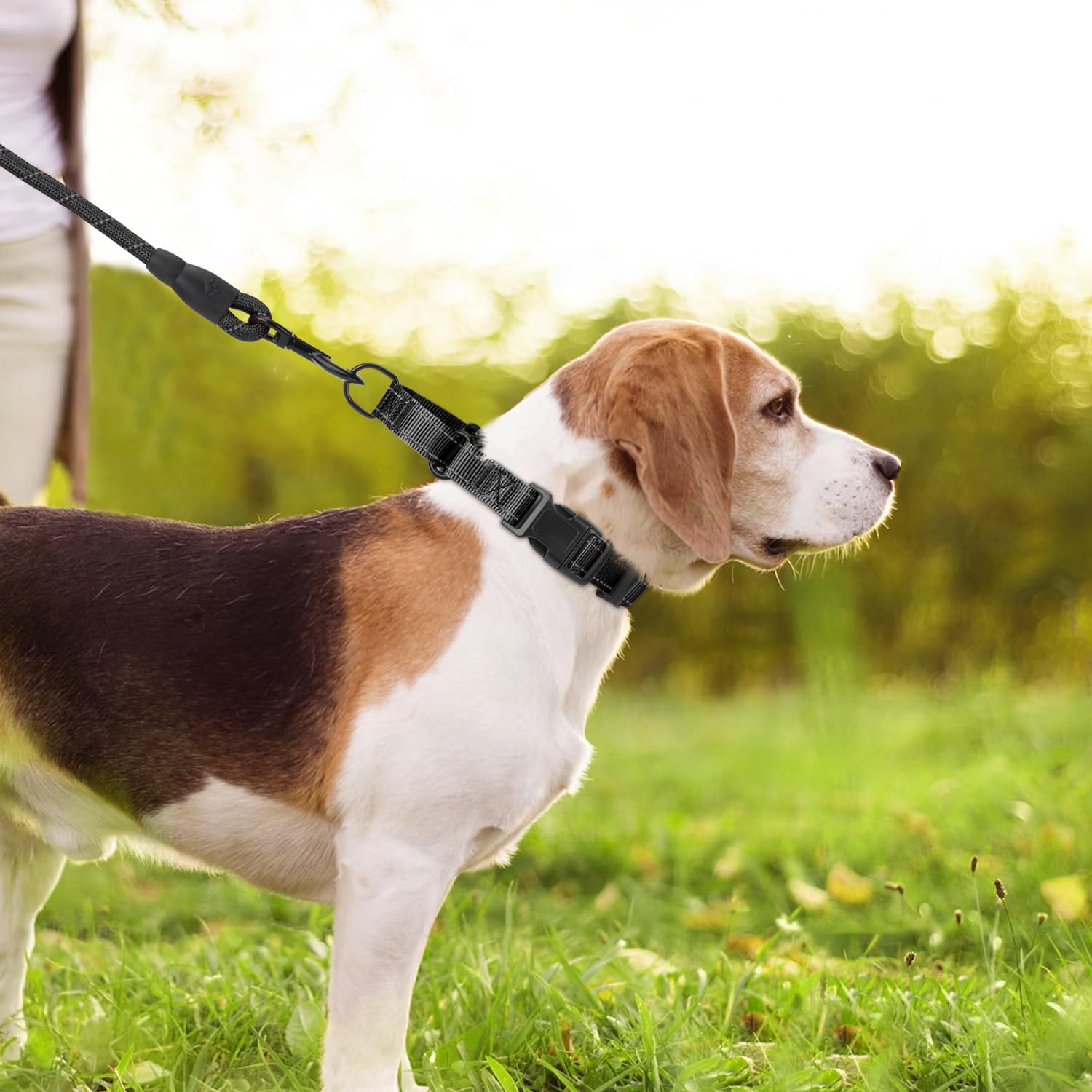 Erbine collar martingale talla M ideal para perros medianos durante entrenamientos