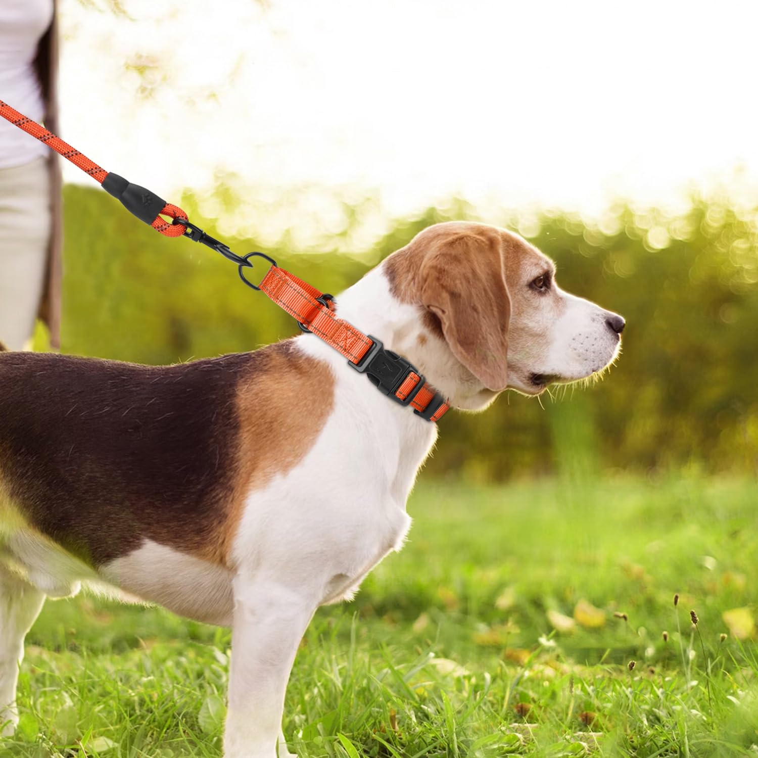 Erbine collar martingale uso diario para paseos y entrenamiento suave.