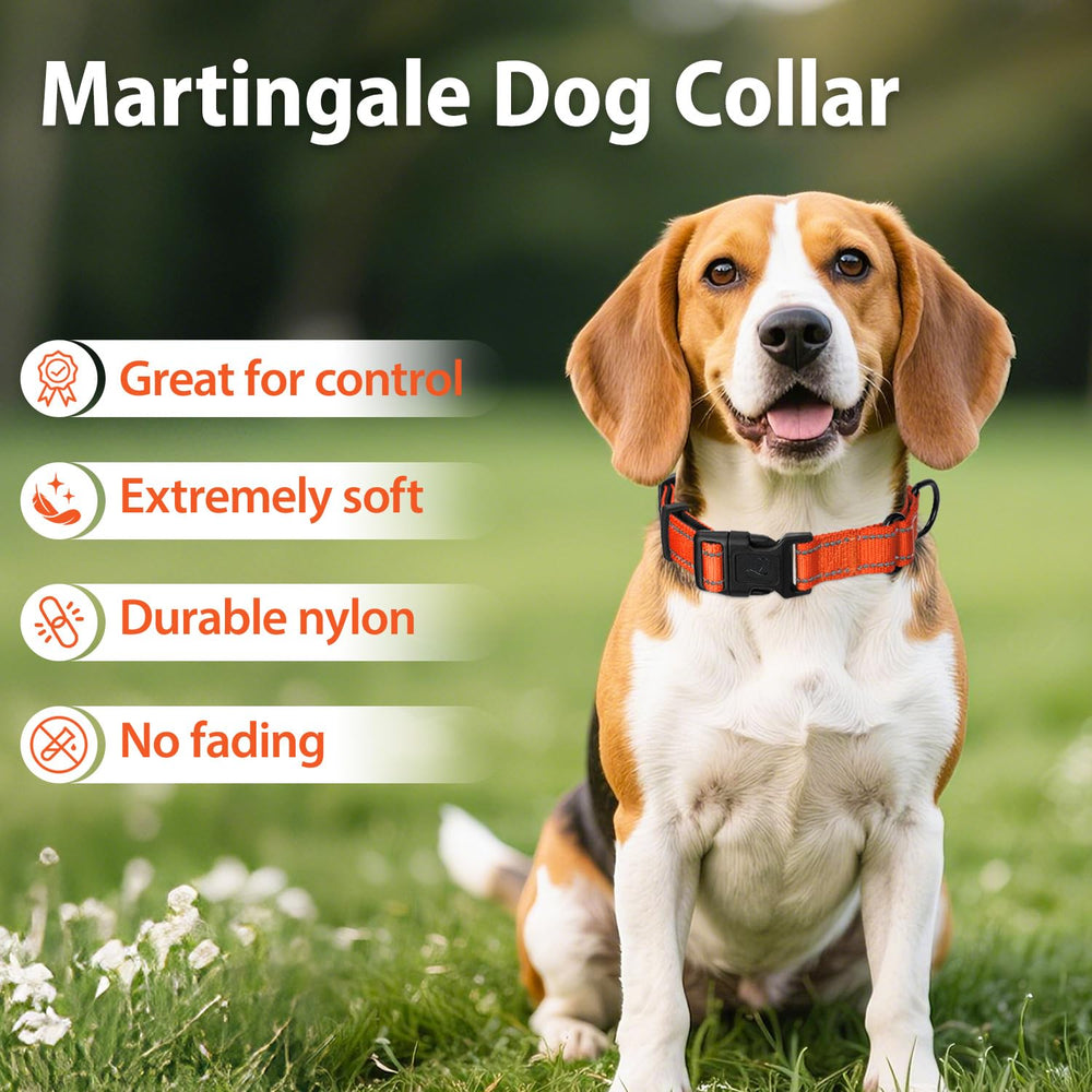 Uso diario: Erbine collar martingale en paseo con perro