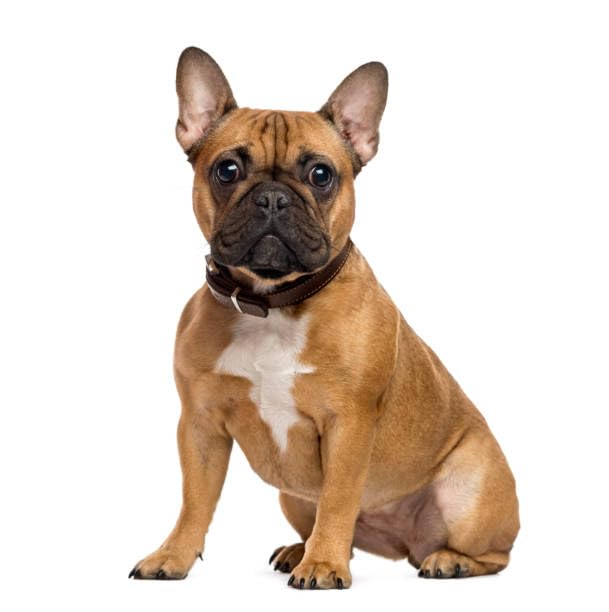 Everything Chic: estilo para Instagram con ropa de moda canina.