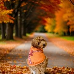 Everything Chic: outfit diario para perros pequeños, perfecto para caminar.