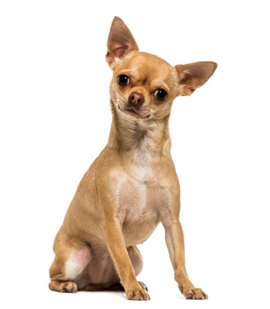 Everything Chic: regalo ideal para amantes de mascotas en Navidad.