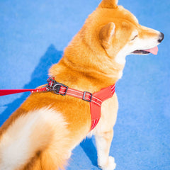 EXCELLENT ELITE SPANKER arnés de talla adecuada para perros de diferentes tamaños