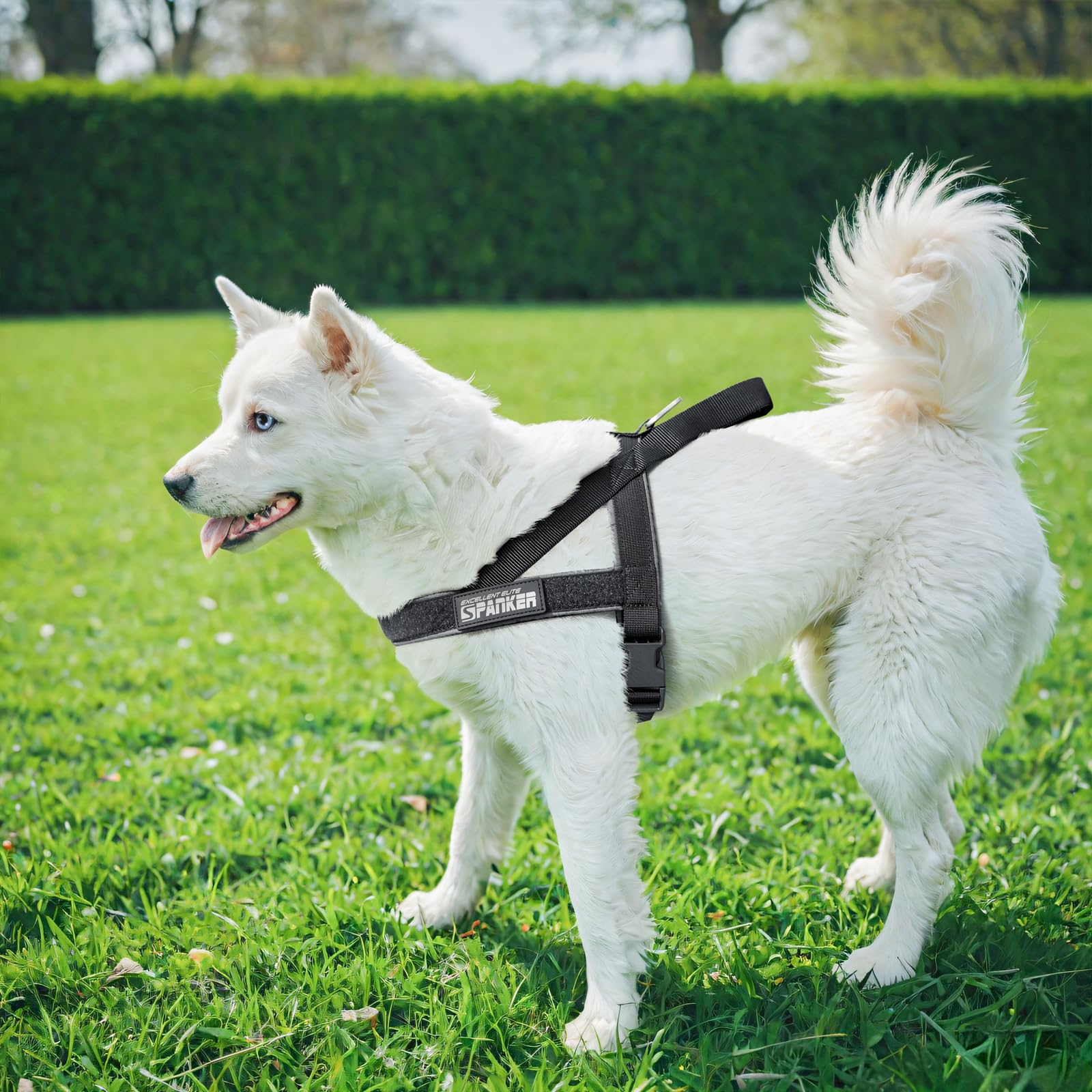 Talla XS EXCELLENT ELITE SPANKER para perros pequeños.