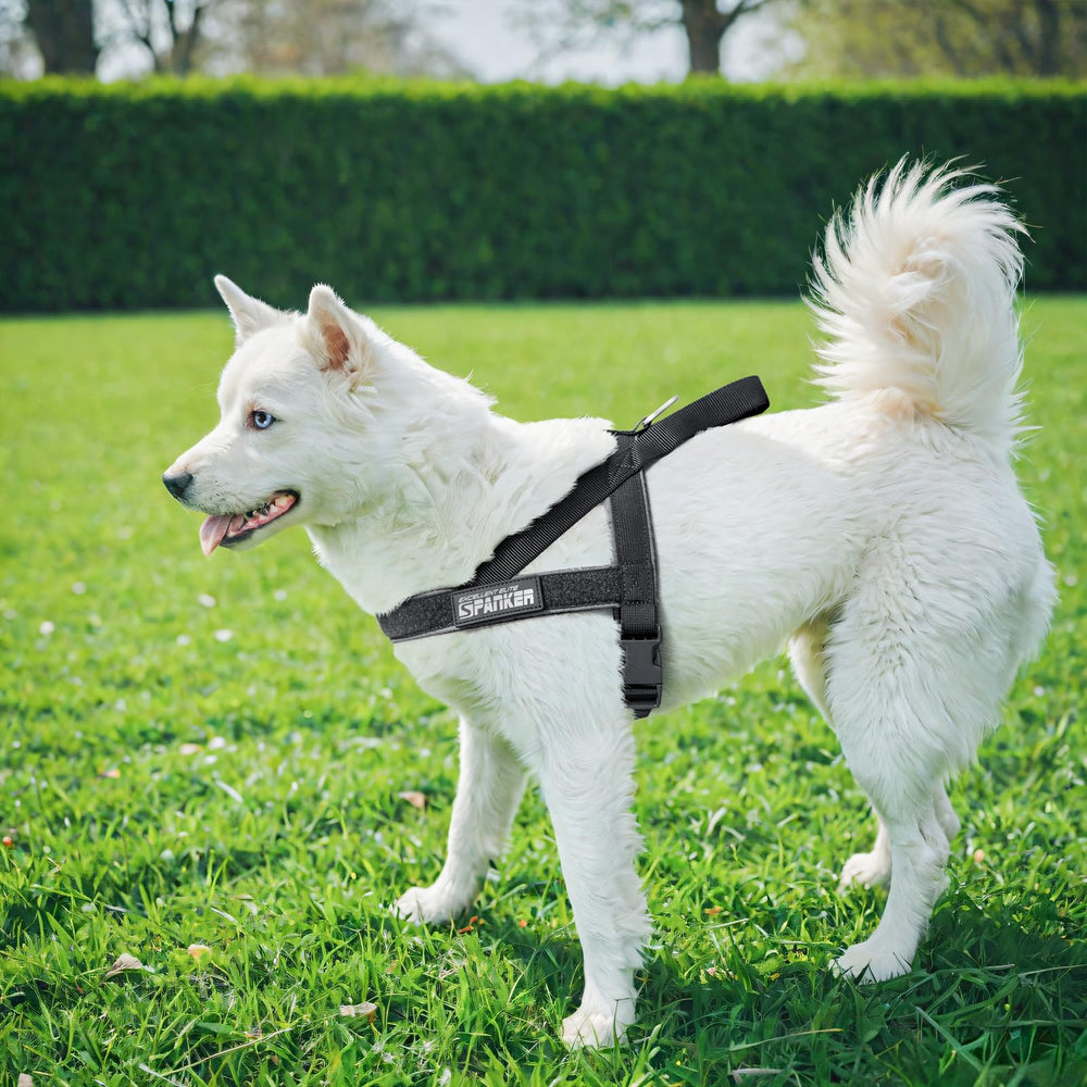 Talla XS EXCELLENT ELITE SPANKER para perros pequeños.