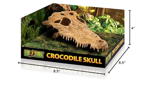 Exo Terra cráneo cocodrilo, mejora estética y ambiente aventurero del terrario.