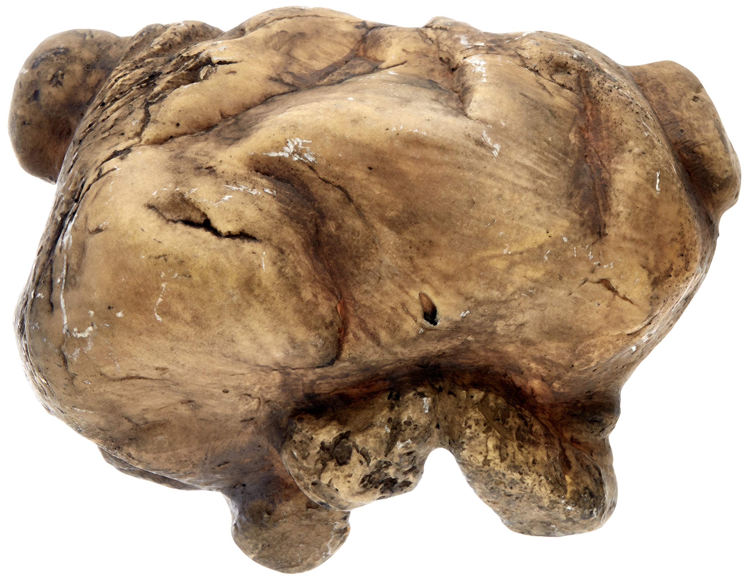 Exo Terra Cueva Reptil Grande diseño de piedras para camuflaje natural