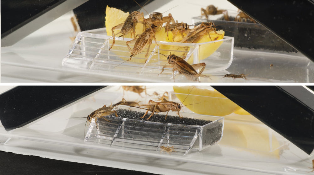 Exo Terra recinto para grillos dimensiones 18x14x11 cm, compacto para espacios pequeños.