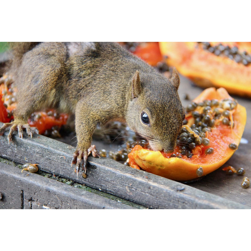 Golosina Exotic Nutrition Papaya Treat, enriquecimiento ambiental para mascotas curiosas.