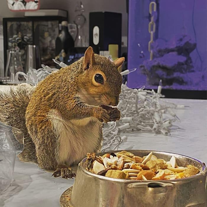 Presentación de 1.75 lb Exotic Nutrition Squirrel Complete para ardillas cautivas