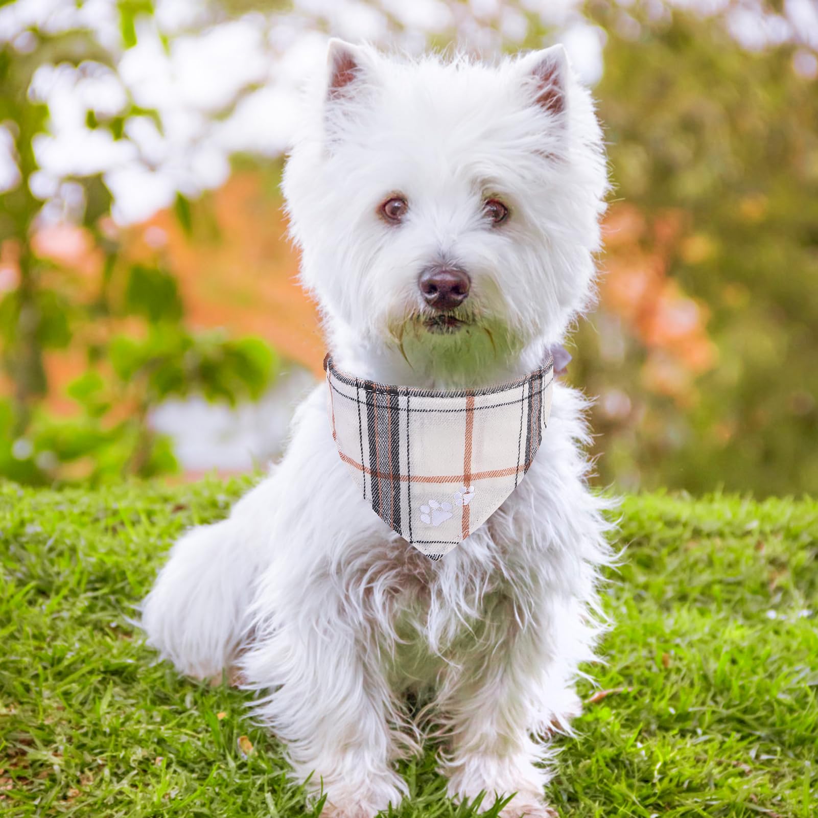 Conjunto EXPAWLORER de dos collares plaid crema, opciones de estilo para tu mascota.