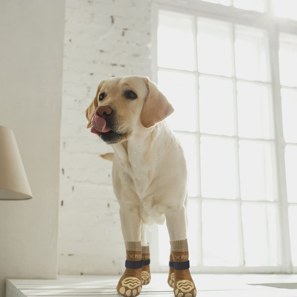 Empaque de Expawlorer con calcetines antideslizantes para perros en casa.