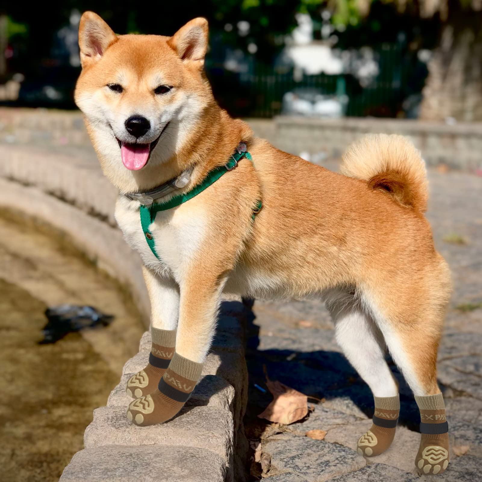 Paquete Expawlorer con 3 pares de calcetines de patitas para perros.