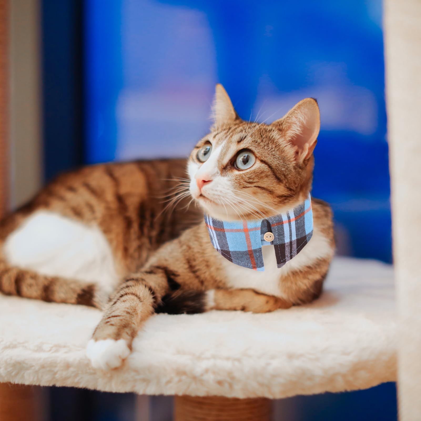 EXPAWLORER campana en collar azul para localizar a la mascota