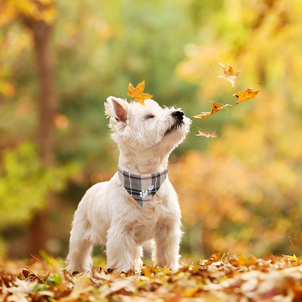 EXPAWLORER campana removible en el collar, ayuda a localizar a tu mascota.