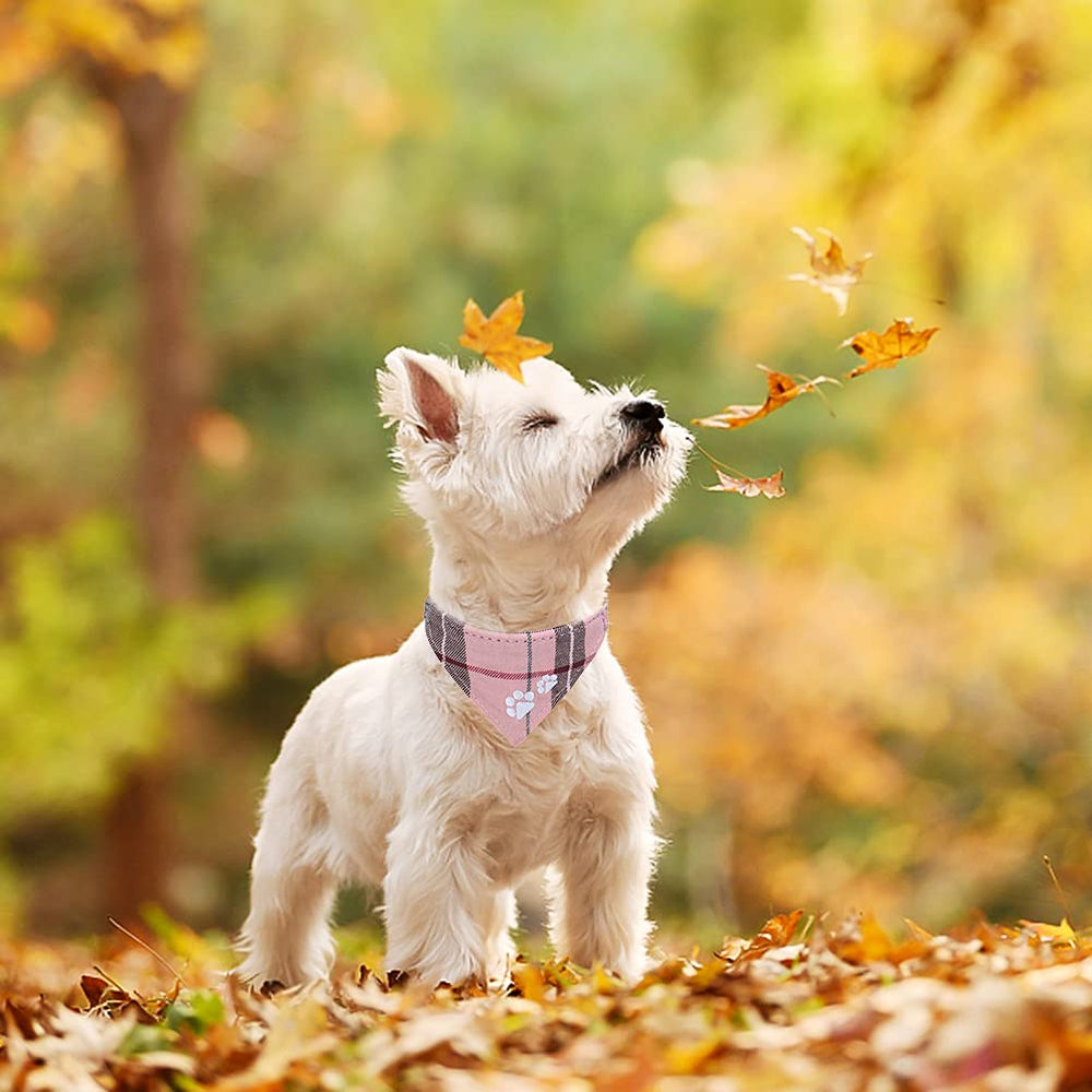 EXPAWLORER campana removible en collar, añade encanto sin sacrificar comodidad.
