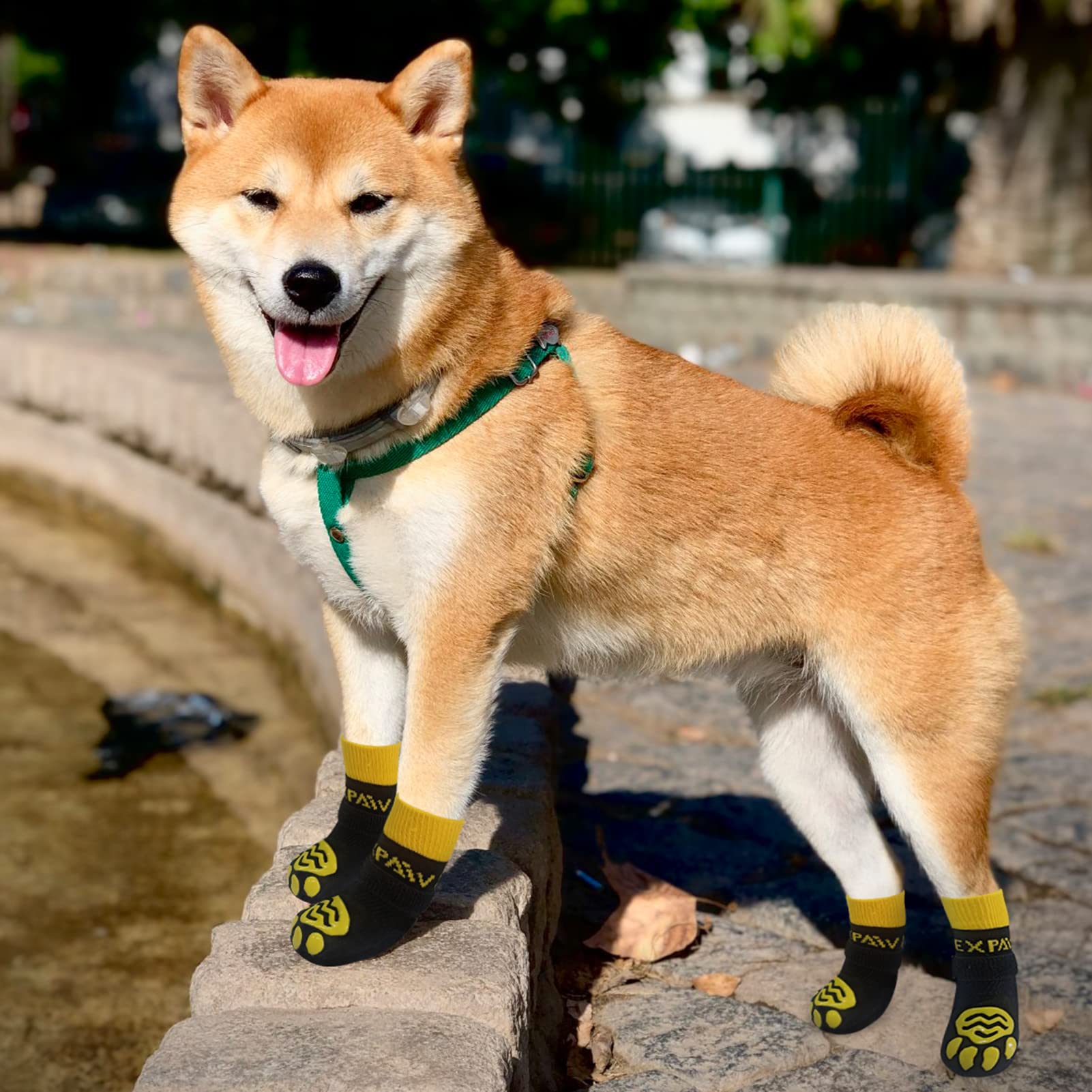 EXPAWLORER pack de 3 pares de calcetines para perros