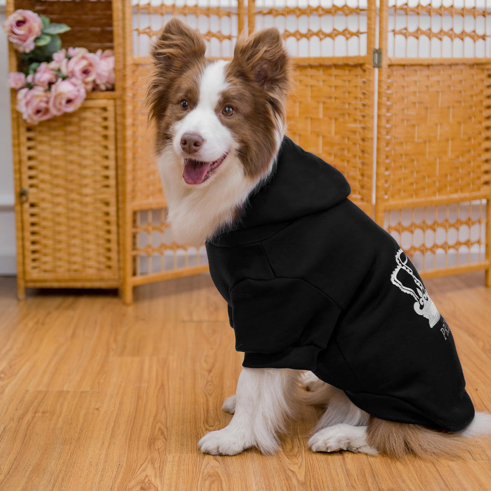 EXPAWLORER Prince suéter puesto en perro, ideal para salir al exterior.