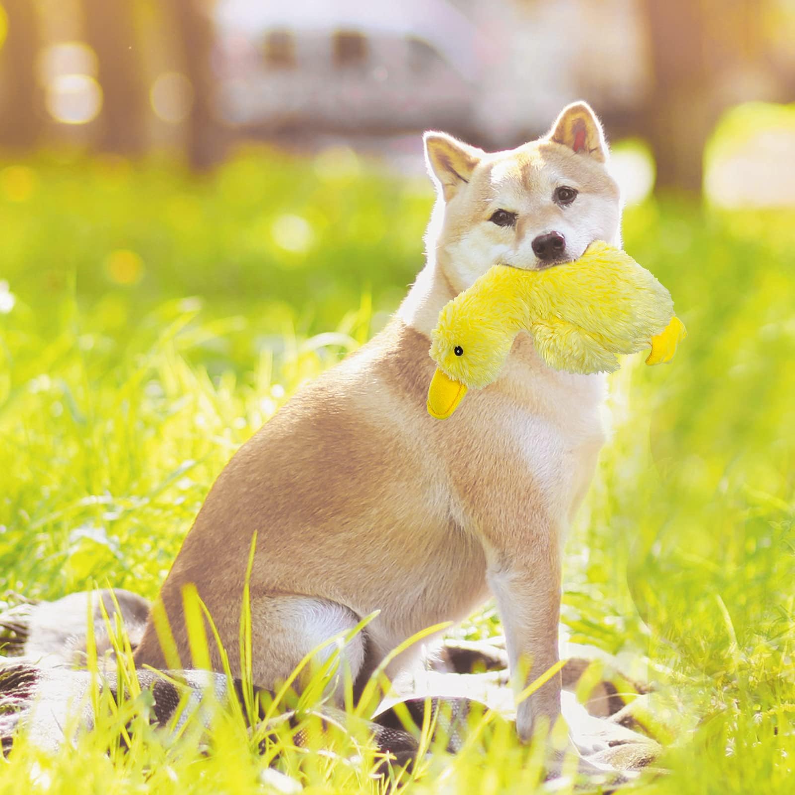 EXPAWLORER regalo ideal para cumpleaños caninos, compañero suave y afectuoso.