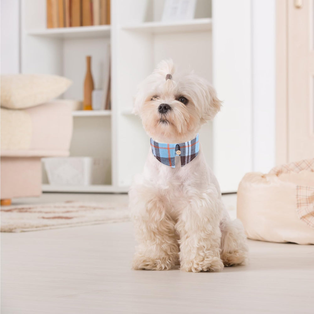 EXPAWLORER set collar y correa para gatos y perros, versátil.