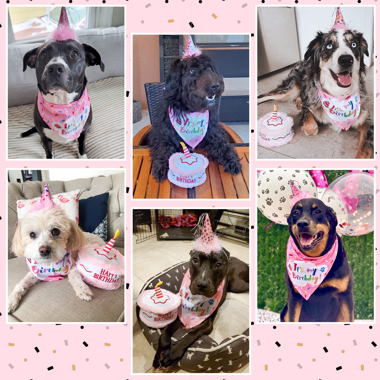EXPAWLORER conjunto fiesta canina, set completo para celebrar.